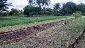 NITI Aayog launches GROW initiative to transform India's wastelands through agroforestry