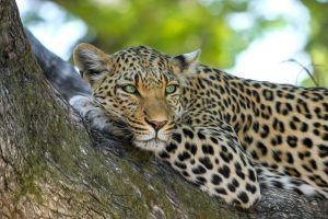 Cabinet approves establishment of International Big Cat Alliance