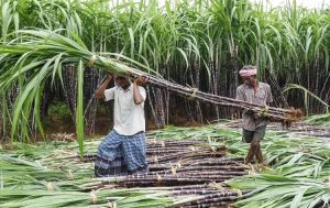 Cabinet approves increase in sugarcane prices for 2024-25 season
