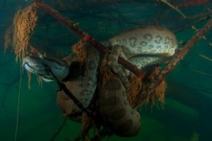 New species of Amazon anaconda, world's largest snake, discovered