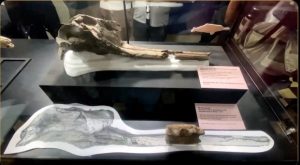 Fossil of 16-million-year-old river dolphin found in Peru