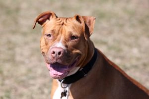 Centre proposes ban on foreign dog breeds commonly used for illegal fighting