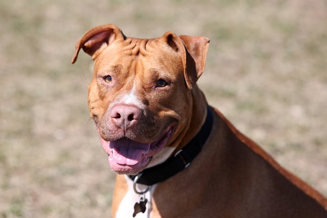 Centre proposes ban on foreign dog breeds commonly used for illegal fighting