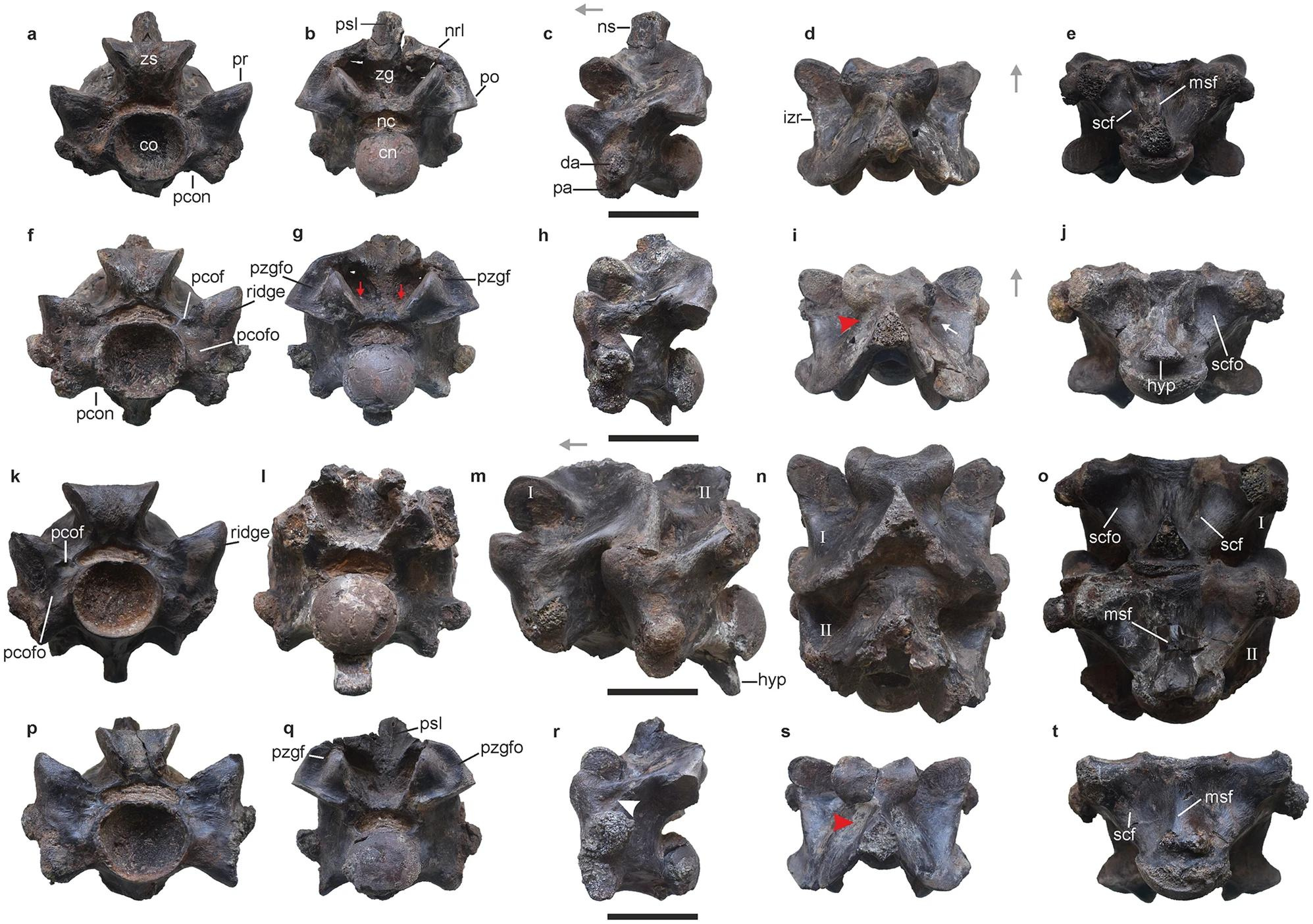 Fossils of colossal snake Vasuki unearthed in India mine