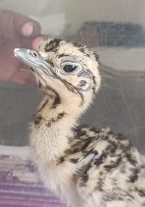 This year's first captive-bred GIB egg hatches in Rajasthan's Jaisalmer