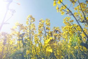 India's rapeseed output likely to hit record high in 2024 on expanded area