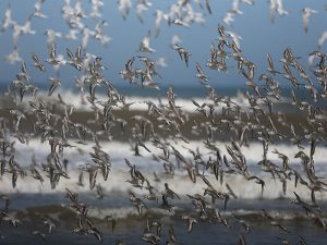 Experts warn lethal bird flu pandemic could be '100 times worse' than COVID-19