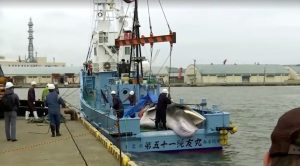 Japan to start hunting fin whales, potentially scaling up commercial whaling