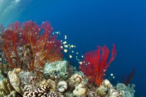 'Boiling not warming': Marine life suffers as Thai sea temperatures hit record