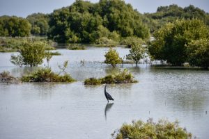 Half of world's mangroves under threat, says conservation group