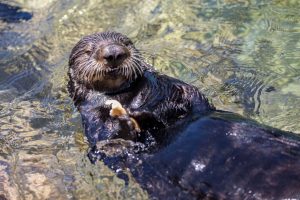 Sea otters get more prey and reduce tooth damage using tools