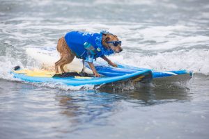 Dogs shred the waves in northern Spain surfing contest