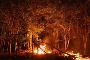 Brazil's Amazon fires off to record 2024 start