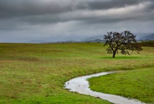 Half of world's pastures degraded by overuse, climate change, UN report says