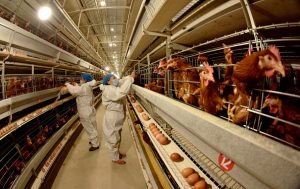 Bird flu found in western China as US combats cattle outbreak