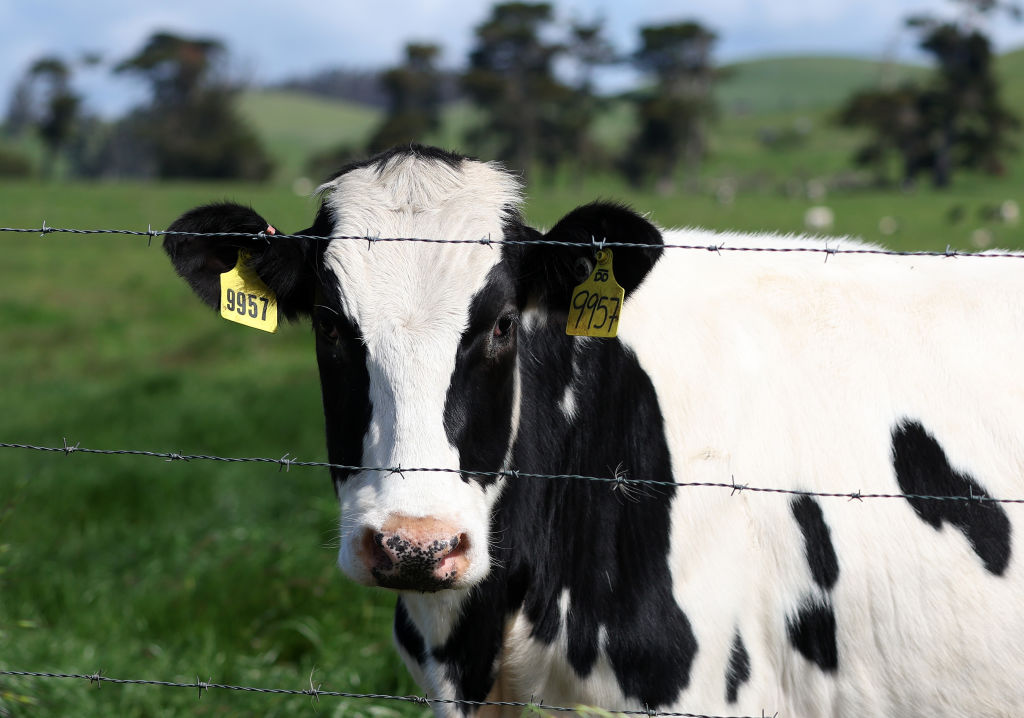 What to know about bird flu in dairy cows and the risk to humans