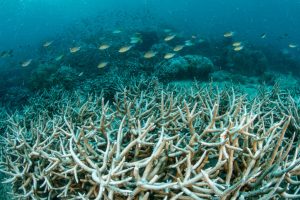 More than 60% of world's coral reefs may have bleached in past year, NOAA says