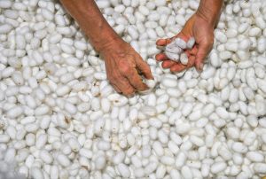 Cubans put Asian silkworms to work for artisans in experimental project