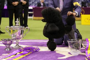 Miniature poodle Sage fetches top prize at Westminster Kennel Club Dog Show