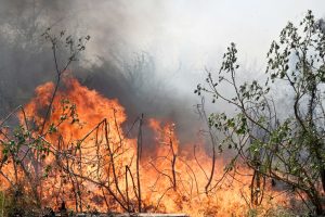 Pakistan battles forest fires amidst heat wave