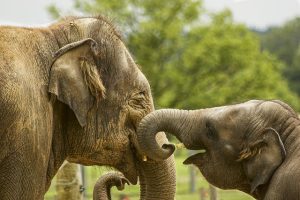 For elephants, like people, greetings are a complicated affair