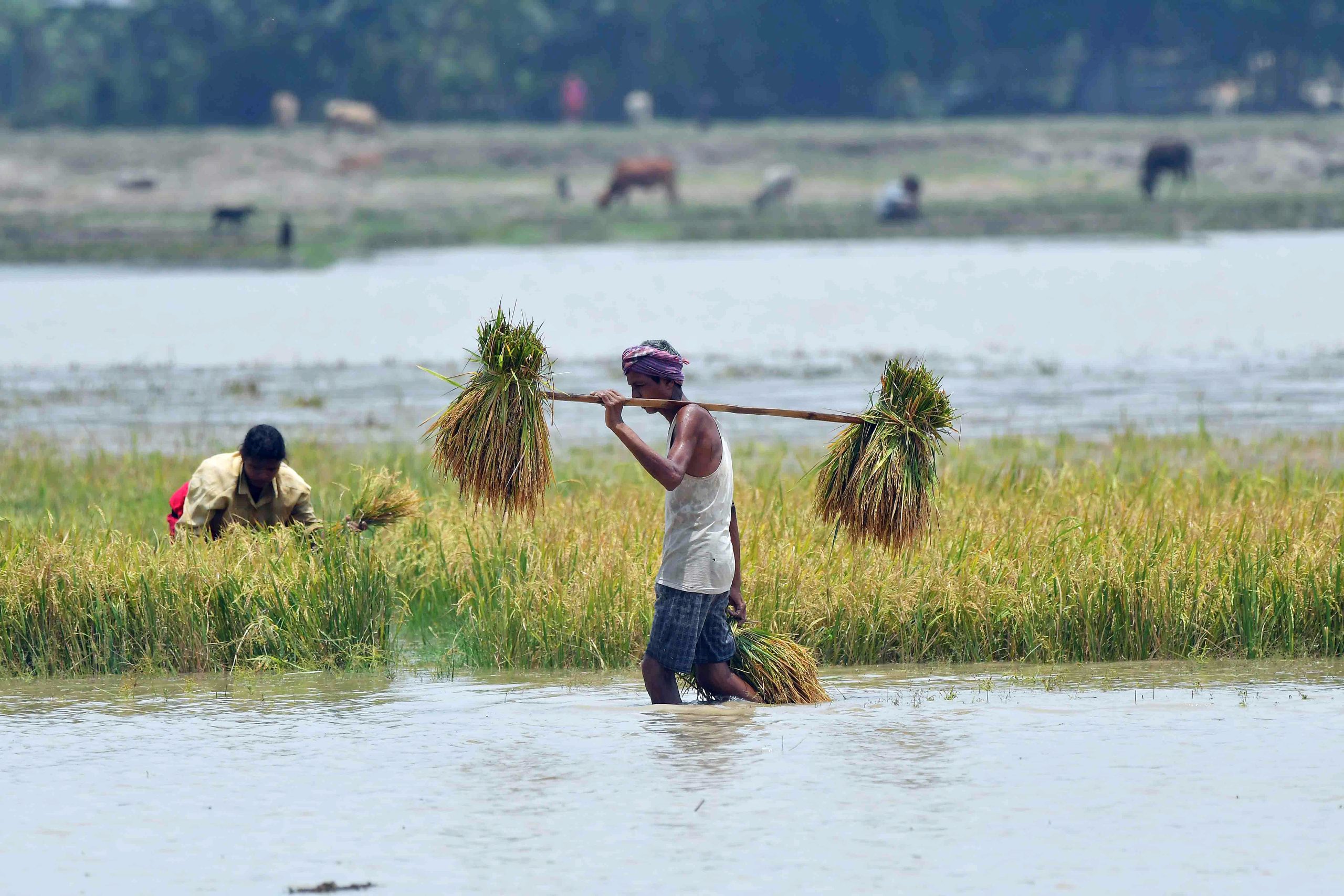 Heavy rainfall continues in Northeast India, heat wave grips Northern plains