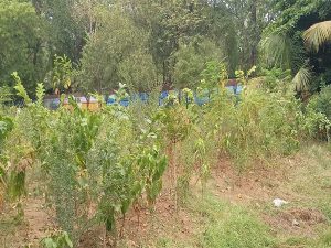 Youth group develops mini-forest with Japanese 'Miyawaki' method in Raipur