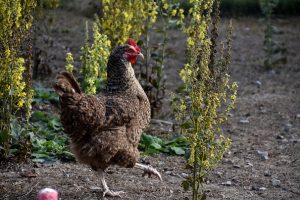 WHO confirms human case of bird flu in India