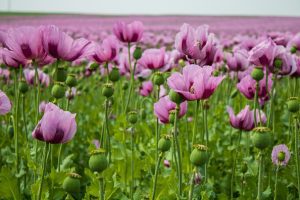 UN warns of overdose deaths after Afghan opium production plummets
