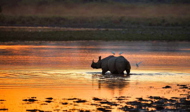 Zero rhino, tiger poaching in Manas for 3 consecutive years, says Assam CM