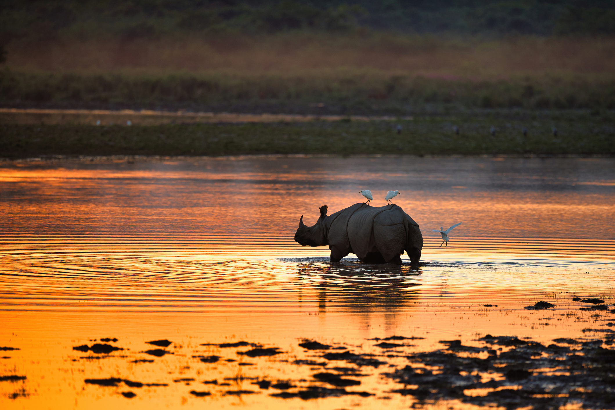 Zero rhino, tiger poaching in Manas for 3 consecutive years, says Assam CM