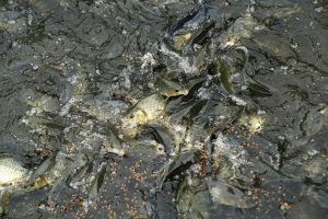 Mass fish death in Mexico's Chihuahua State blamed on severe drought
