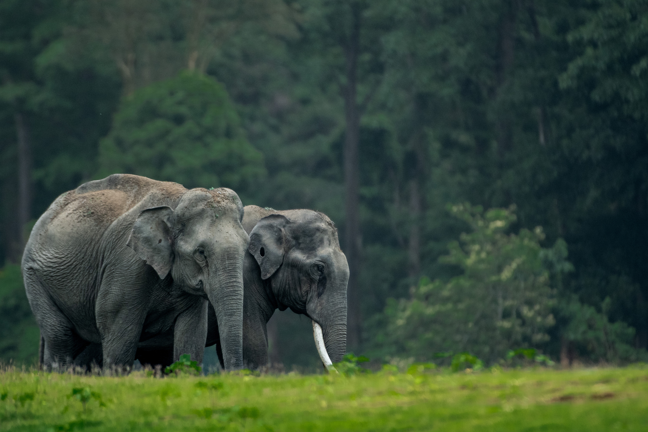 India becomes first country to prepare entire fauna checklist, says environment minister  