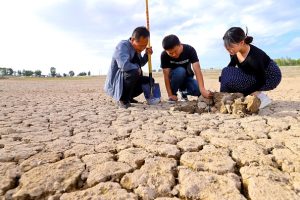 From northwest to east China, parched regions face drought