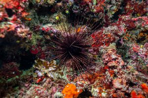 Sea urchin pandemic spreads beyond Red Sea, endangering coral reef