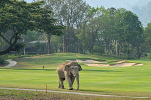 Study shows elephants might call each other by name