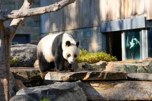 What is China's panda diplomacy and how does it work?
