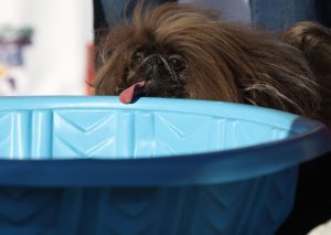 Pekingese named Wild Thang wins world's ugliest dog contest
