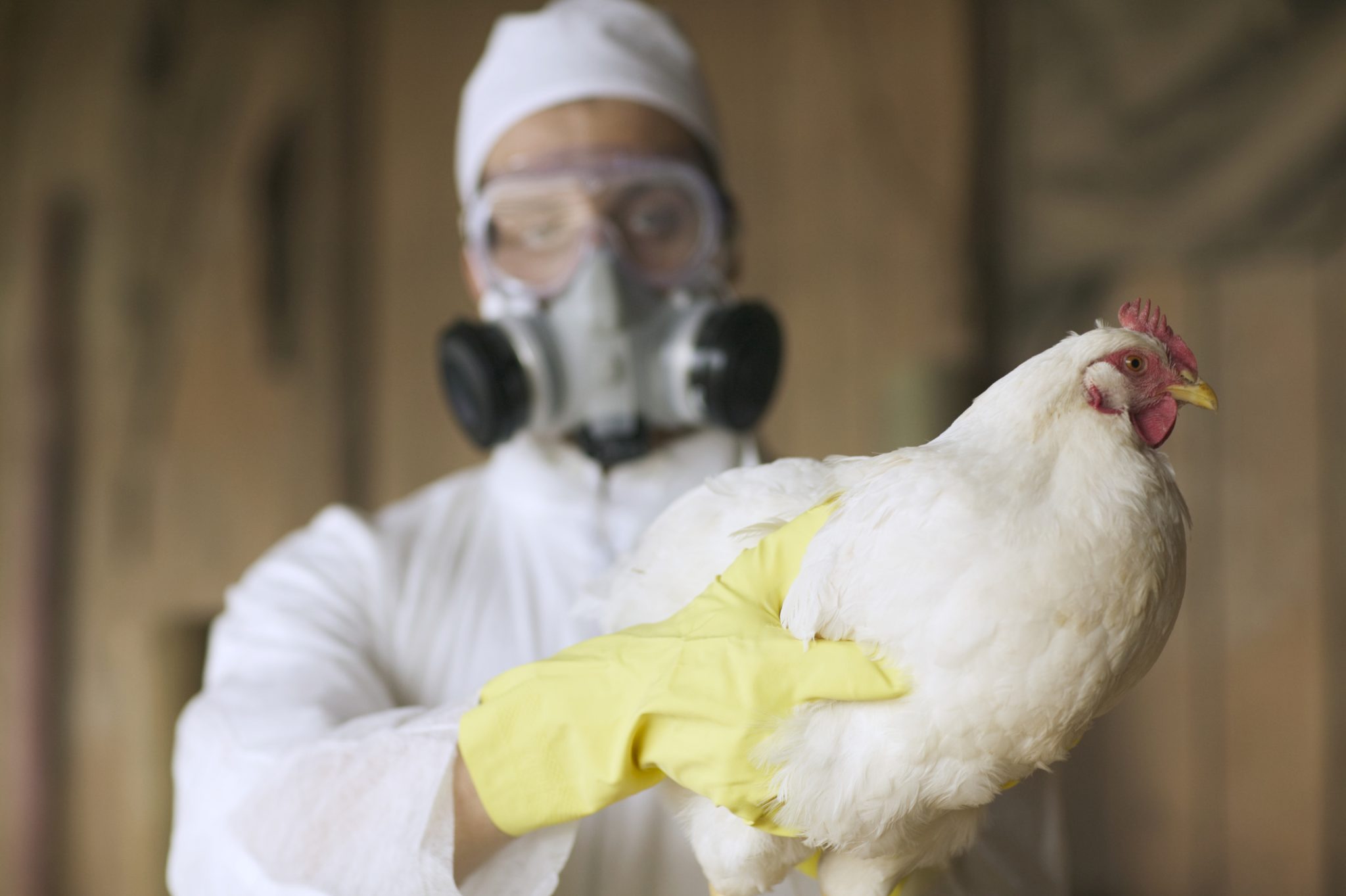 Bird Flu Odisha govt to cull 20,000 birds in response to avian