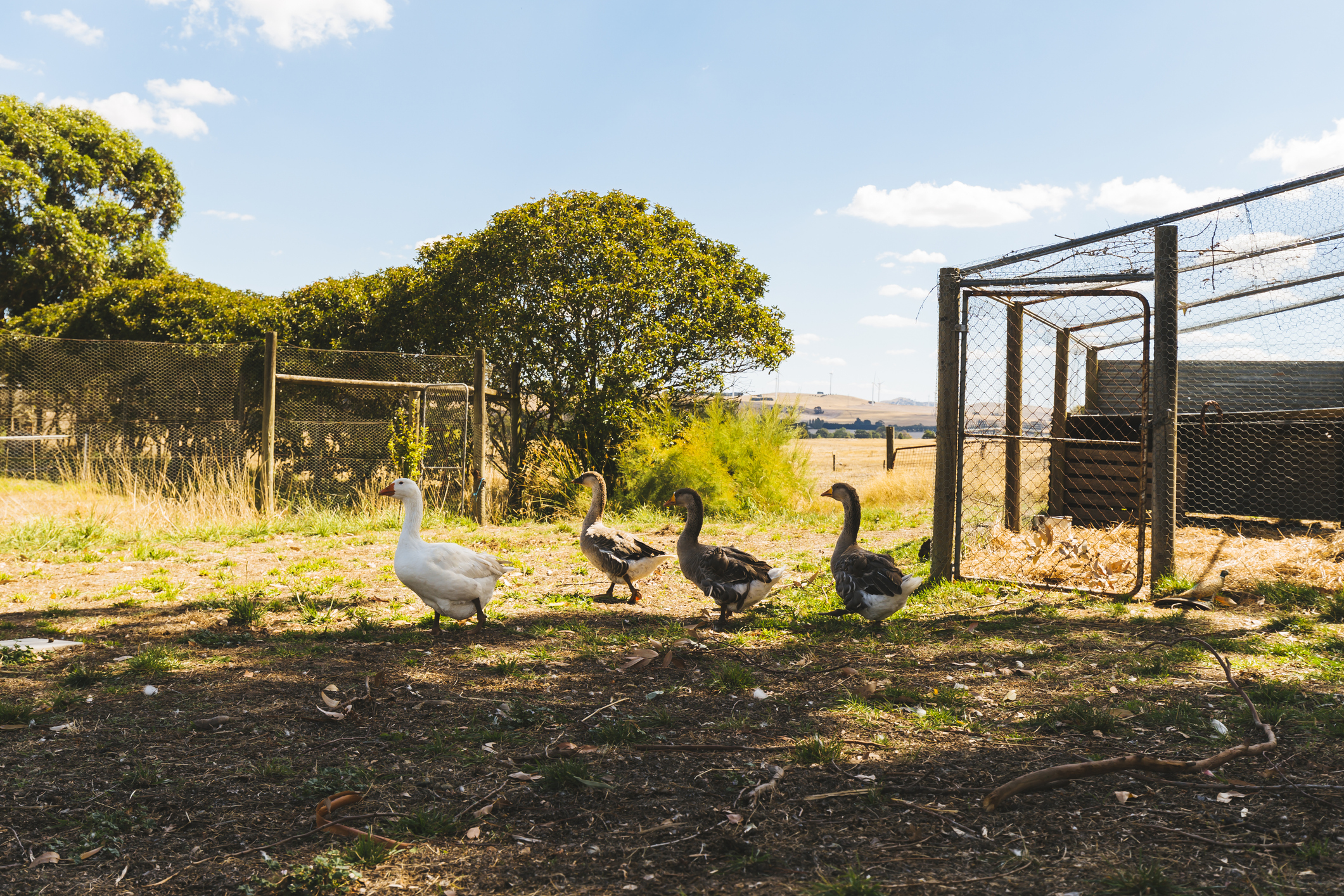 Highly pathogenic H7 bird flu found on fourth poultry farm in Australia