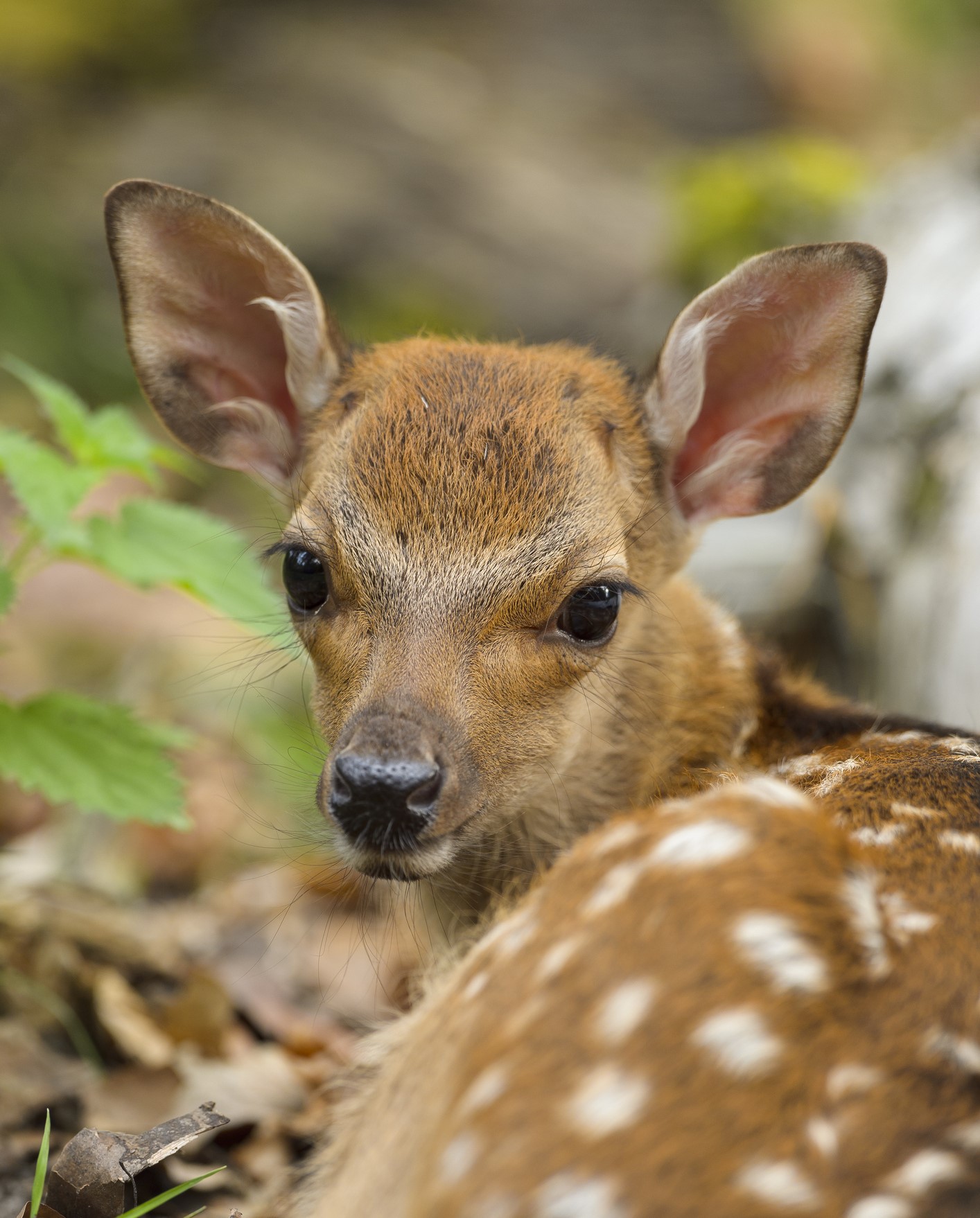 Swiss farmers use drones to help protect fawns