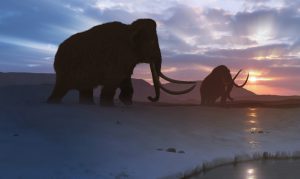 Genome study deepens mystery of what doomed Earth's last mammoths
