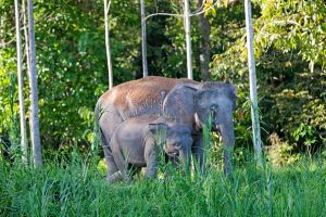 Bornean elephants endangered due to human activity, wildlife experts say