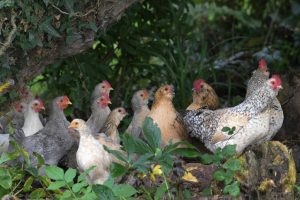 Scientists wary of bird flu pandemic 'unfolding in slow motion'