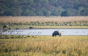 Floods in Assam kill nine one-horned rhinos