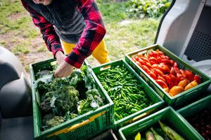 World food prices hold firm in June, UN's FAO reports