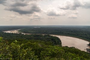 World's forests failed to curb 2023 climate emissions, study finds