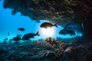 India to sign, ratify High Seas Treaty on marine conservation