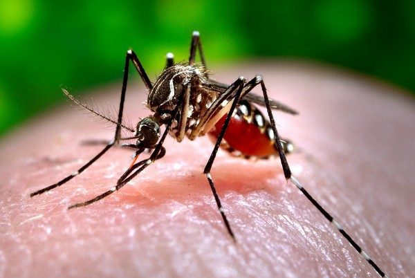 First malaria vaccine shows promise amid rising cases: report