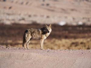 Authorities capture one of three wolves responsible for killing six children in UP